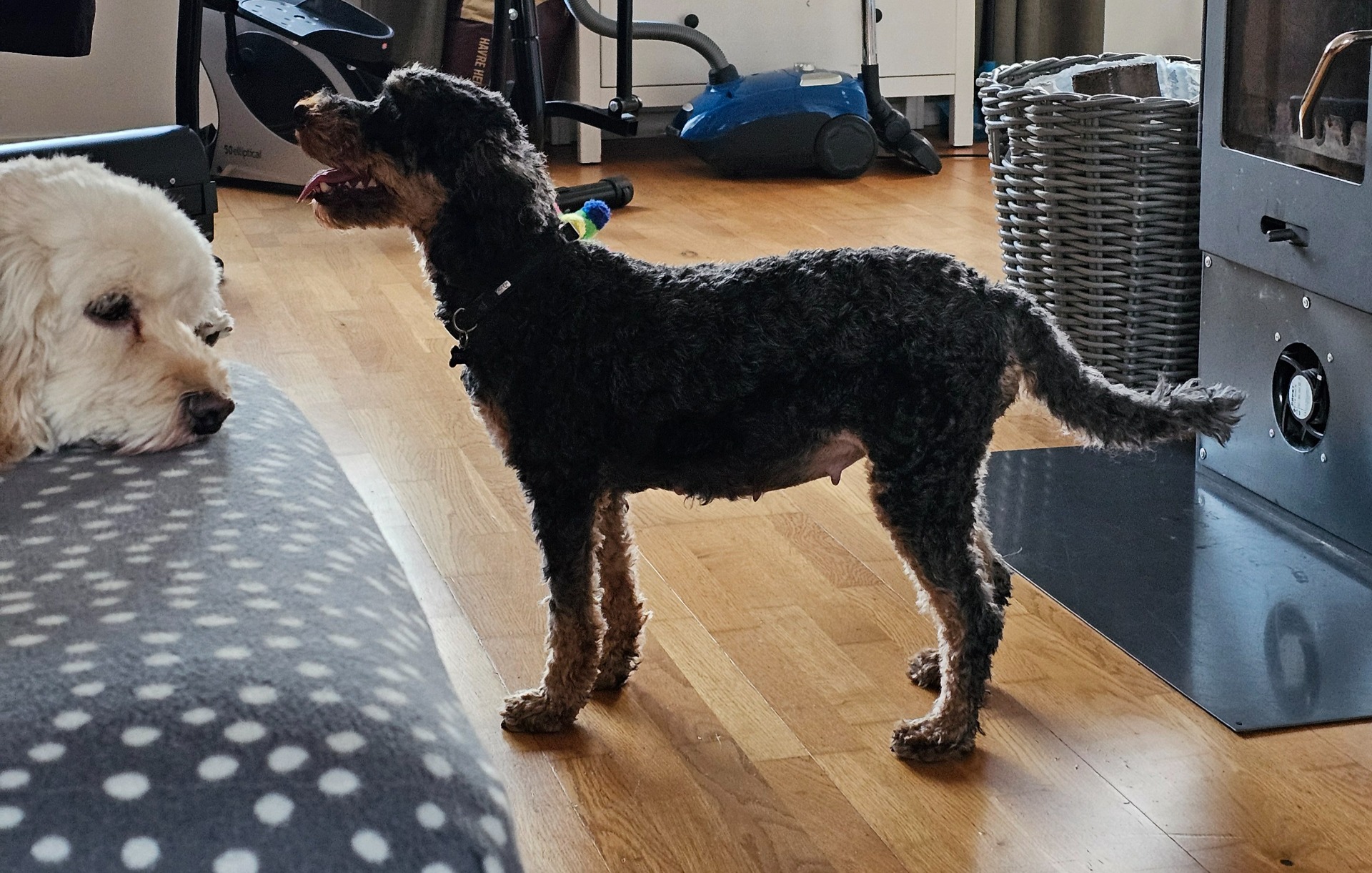 Magen börjar synas även från sidan