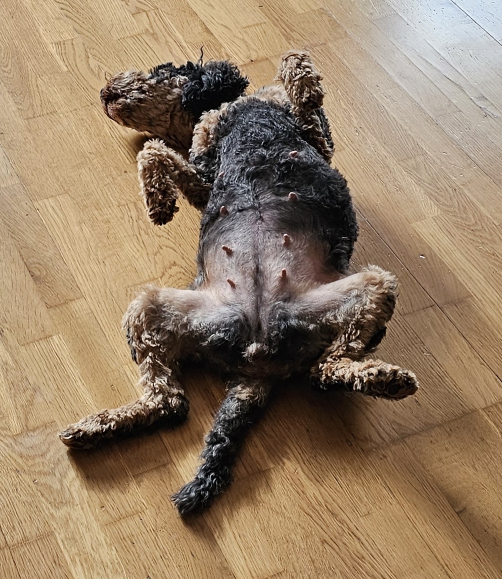 Lunas nya favorit sovställning